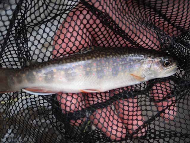 Johns first native pic3.jpg - A  nice one too!